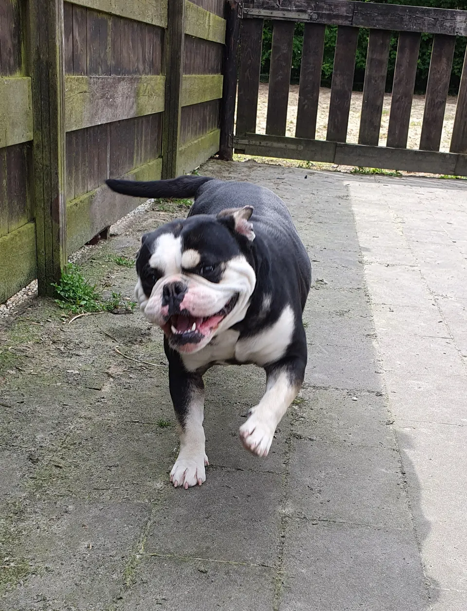 Zoey rent over het terras