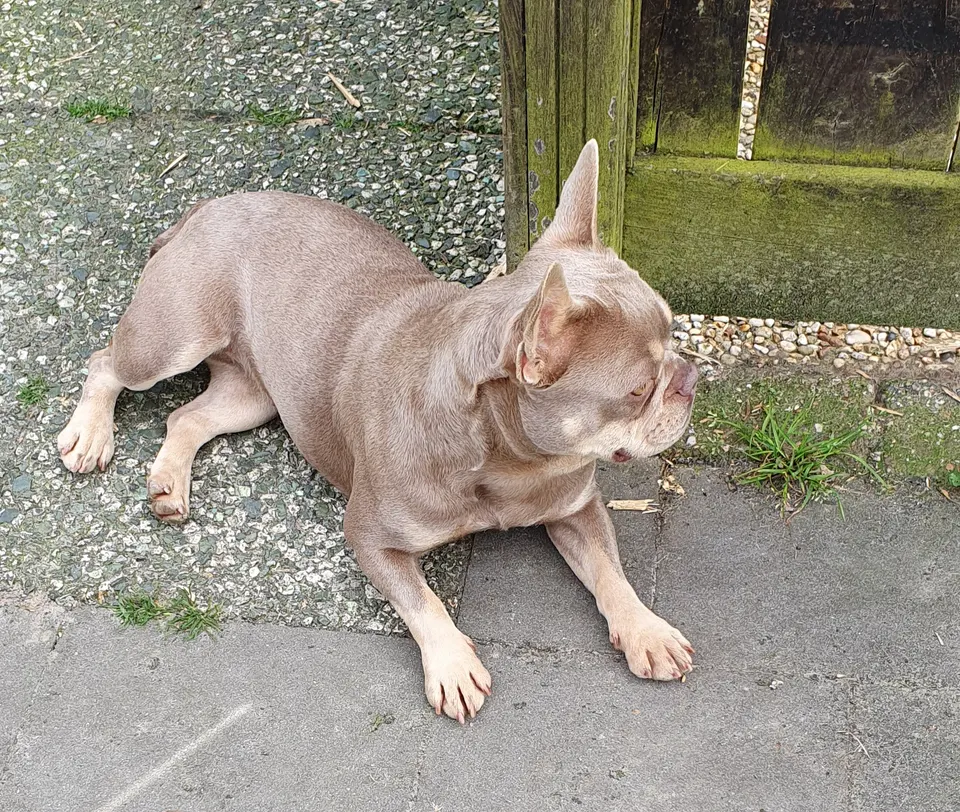 Ruby ligt op het terras