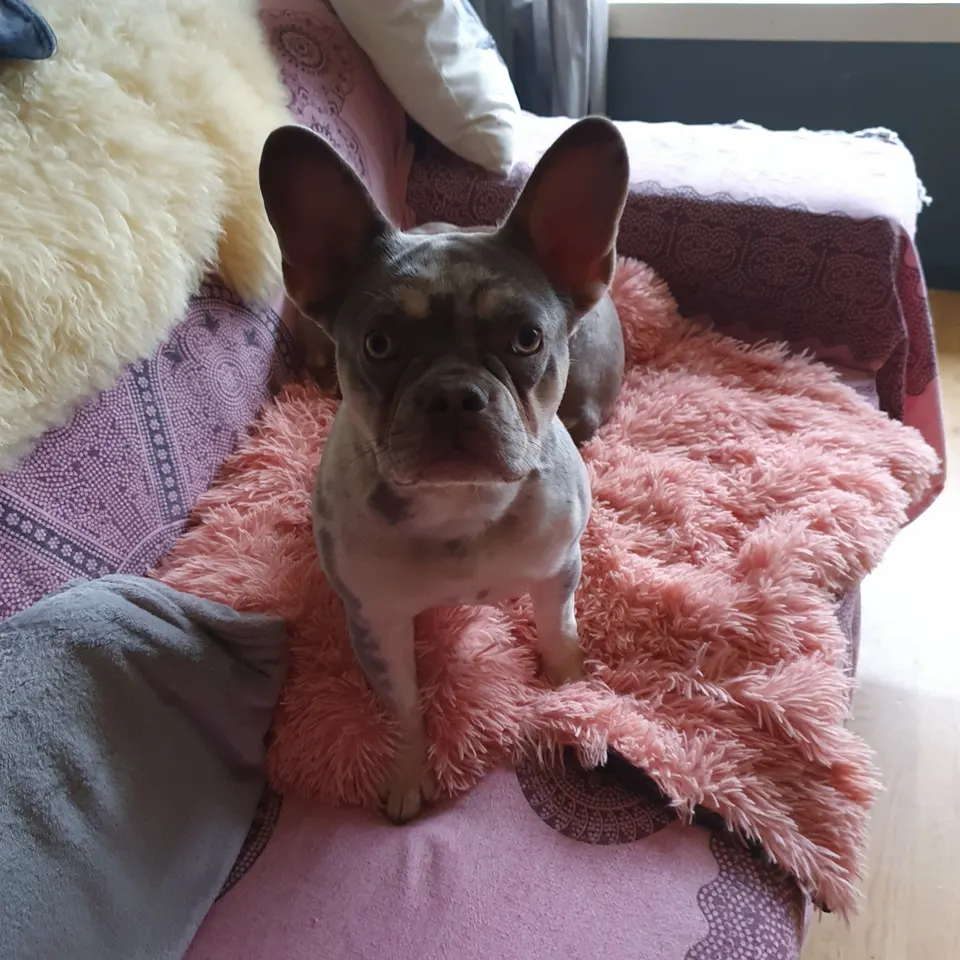 Charma op een roze plaid op de bank
