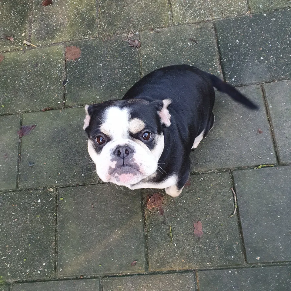 Zoey zit op de stoeptegels