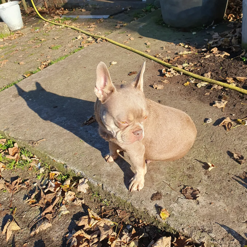 Ruby zit in de zon tussen de herfstbladeren