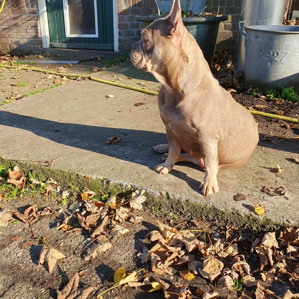 Ruby kijkt opzij in de herfstzon
