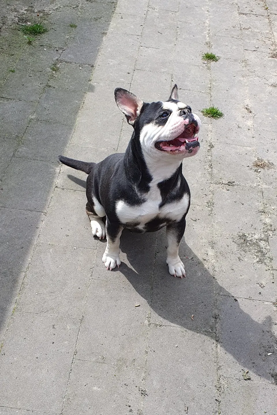 Zoey zit op het terras