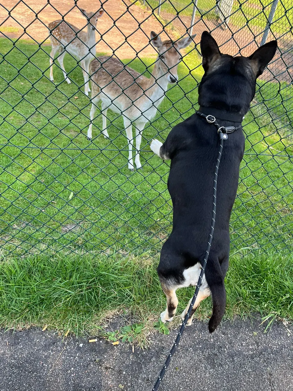Zoey kijkt door het hek naar de herten